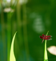 Temple Dragonfly