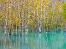 Golden Aspens Reflected in Turquoise Water – Autumn Serenity | GFX100S Golden autumn aspens rise from turquoise water, their reflections merging in a tranquil, dreamlike scene captured with the Fujifilm GFX100S. The soft light...