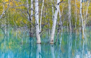 Golden Aspens Reflected in Turquoise Water – Autumn Serenity | GFX100S Golden autumn aspens rise from turquoise water, their reflections merging in a tranquil, dreamlike scene captured with the Fujifilm GFX100S. The soft light...