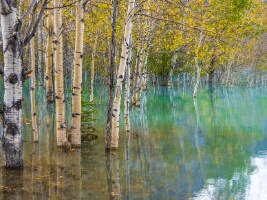 Golden Aspens and Turquoise Reflections – Autumn Forest Serenity | GFX100S An intimate fine art photograph of slender aspens rising from turquoise water, their white trunks mirrored in a calm reflective pool. Captured with the Fujifilm...