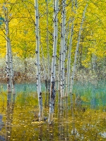 Golden Aspens Reflected in Turquoise Water – Vertical Autumn Serenity | GFX100S A fine art vertical composition of golden aspens mirrored in turquoise water, captured with the Fujifilm GFX100S. The scene blends autumn warmth and cool...