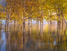 Sunken Aspens in Autumn Light – Reflections of Fall Colors | GFX100S A serene fine art photograph of sunken aspen trees glowing in golden fall colors, captured with the Fujifilm GFX100S. Gentle light filters through the vibrant...