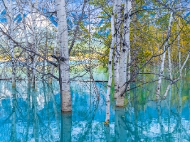 Golden Aspens Reflected in Turquoise Water – Vertical Autumn Serenity | GFX100S A fine art vertical composition of golden aspens mirrored in turquoise water, captured with the Fujifilm GFX100S. The scene blends autumn warmth and cool...