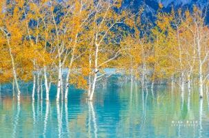 Golden Aspens Over Turquoise Reflections – Alberta Autumn Glow | GFX100S Brilliant golden aspens shimmer above turquoise blue water in this fine art photograph captured with the Fujifilm GFX100S. The scene glows with Alberta’s autumn...