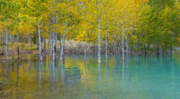 Golden Aspens Reflected in Clear Turquoise Water – Alberta Autumn Harmony | GFX100S Golden aspens stand gracefully above calm turquoise water in this fine art landscape from Alberta, captured with the Fujifilm GFX100S. The gentle reflections...