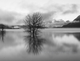 Black and White Tree Reflections – Alberta Lake Symmetry | Fine Art Minimalist Print A solitary tree rises from the calm surface of an Alberta lake, mirrored perfectly in still water beneath soft clouds and distant mountain peaks. This...
