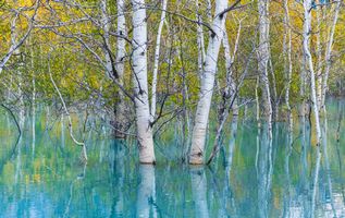 Golden Aspens Reflected in Turquoise Water – Autumn Serenity | GFX100S Golden autumn aspens rise from turquoise water, their reflections merging in a tranquil, dreamlike scene captured with the Fujifilm GFX100S. The soft light...