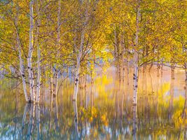 Painterly Aspens in Autumn Light – Alberta Fall Colors Reflections | GFX100S A luminous fine art photograph of Alberta aspens in peak fall color, captured in a painterly, impressionist style with the Fujifilm GFX100S. Golden leaves...