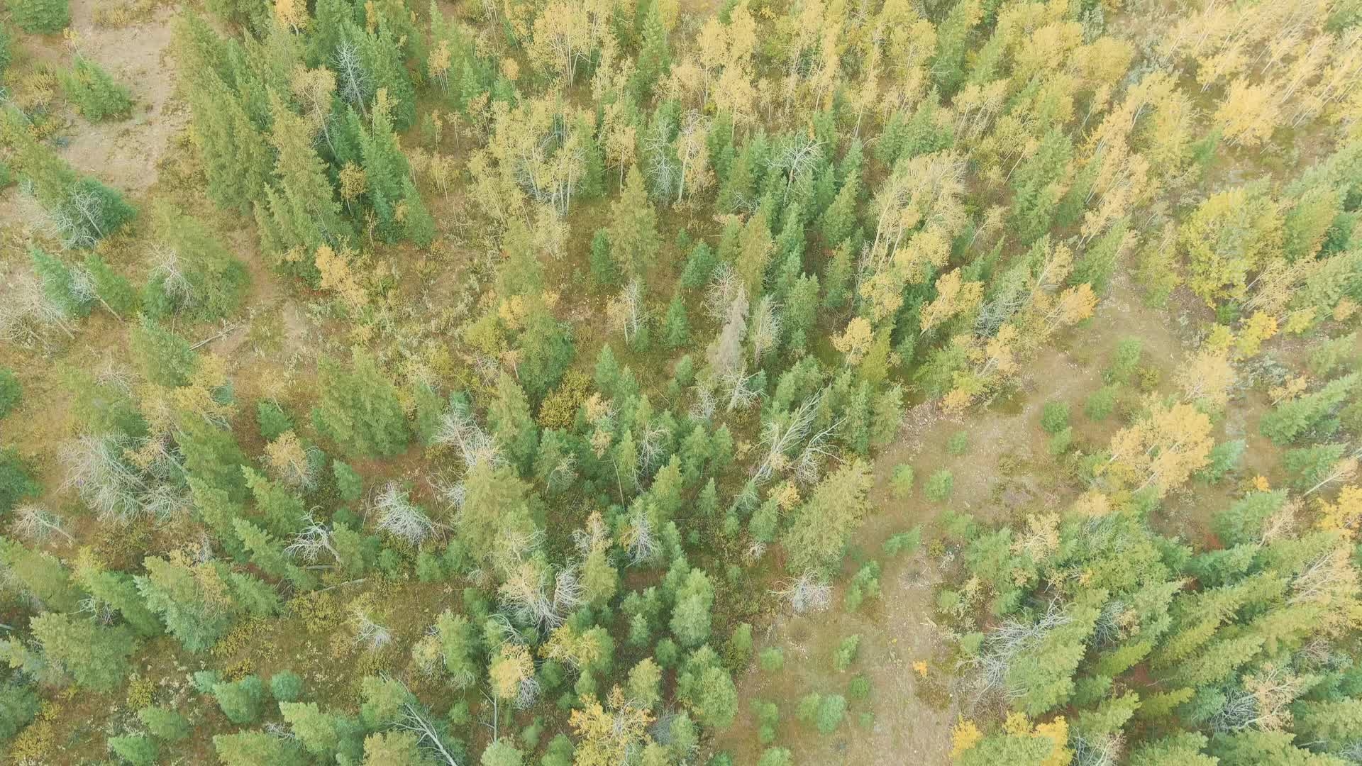 Canadian Rockies Fall Colors Aerial Video Aspens and Aqua