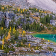 Canadian Rockies  Lake Lefroy and Larches.jpg