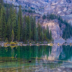 Canadian Rockies  Lake OHara Trees and Reflections.jpg