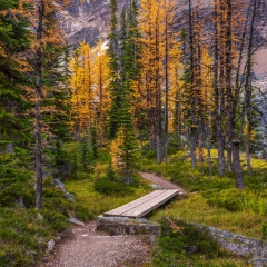 Canadian Rockies Fall Colors Larches Trail.jpg