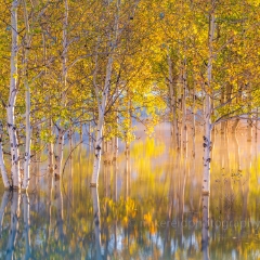 Canadian Rockies Flooded Aspens Golden Dawn.jpg Some of the most stunning fall colors scenery I have ever witnessed can be found in the Banff/Yoho area in mid-September. I go back each year to be amazed by...
