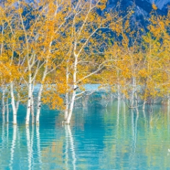 Canadian Rockies Flooded Fall Colors Reflection.jpg