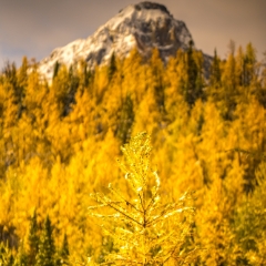 Canadian Rockies Larch Valley Fall Colors Larches Closeup.jpg