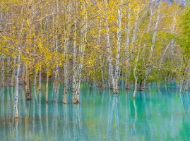 Canadian Rockies Aspen Trees Aqua Waters.jpg