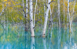 Canadian Rockies Flooded Aspen Trees.jpg