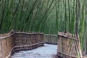 Bamboo Path