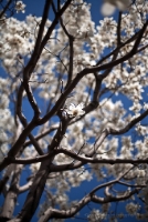 China Spring Cherry Blossoms.jpg