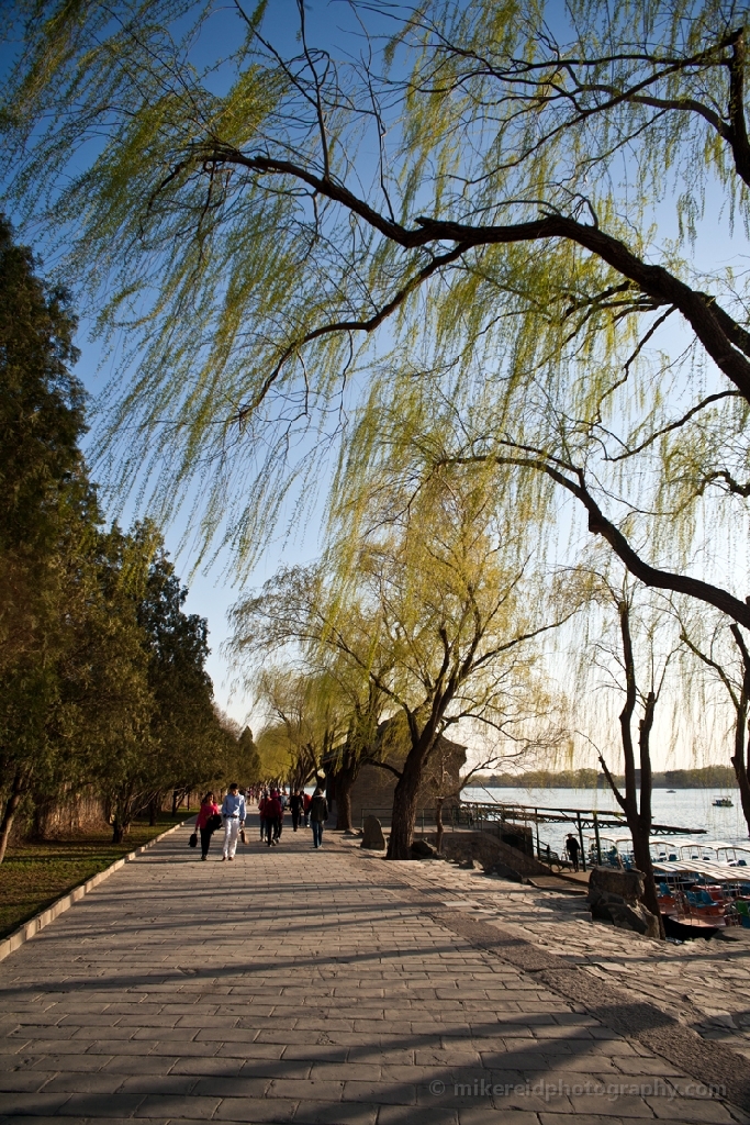 Beijing Willows