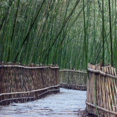 Bamboo Path To order a print please email me at  Mike Reid Photography : bamboo, beijing, china, temple, great wall, forbidden city, summer palace