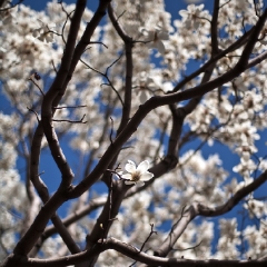 China Spring Cherry Blossoms.jpg