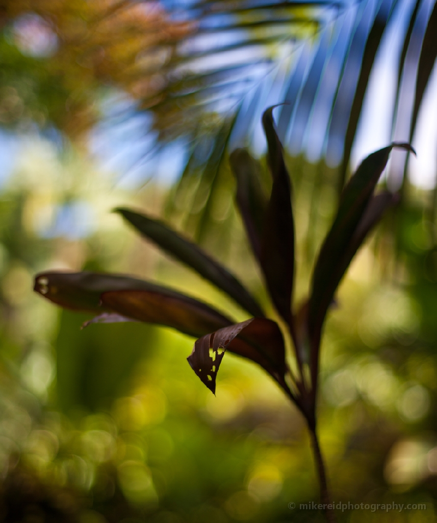 Hawaiian Leaves Bokeh 