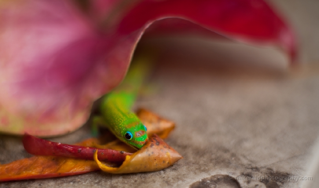 Gecko Peeking
