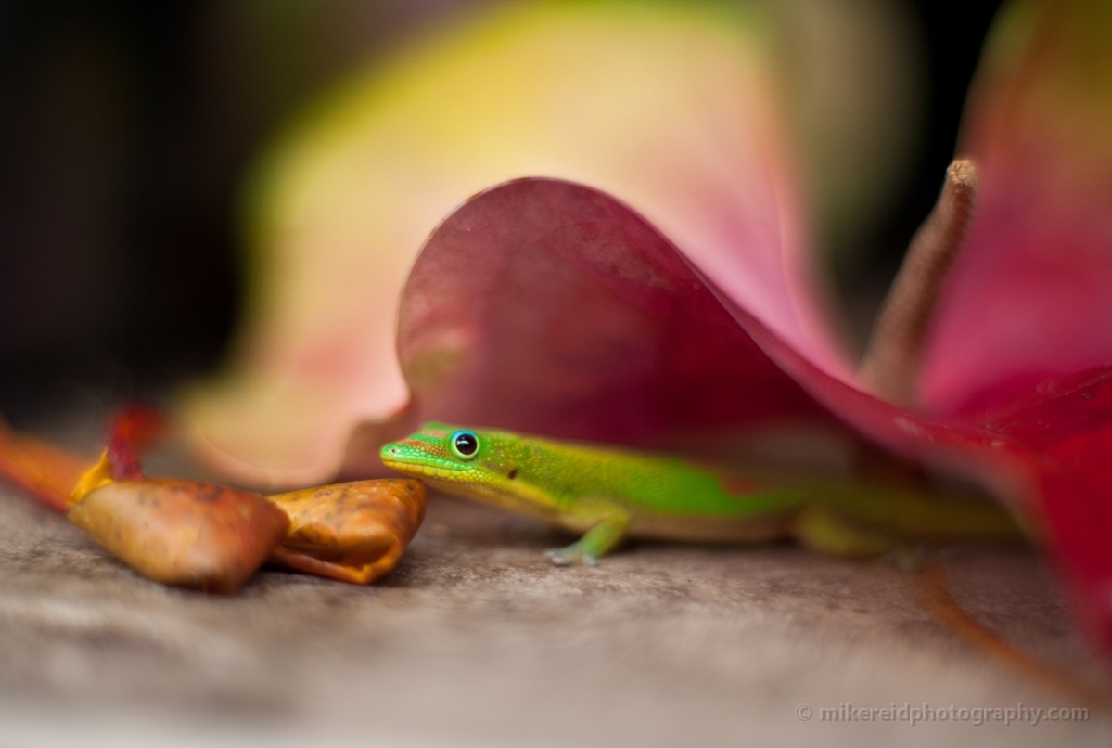 Geico Gecko Hawaii