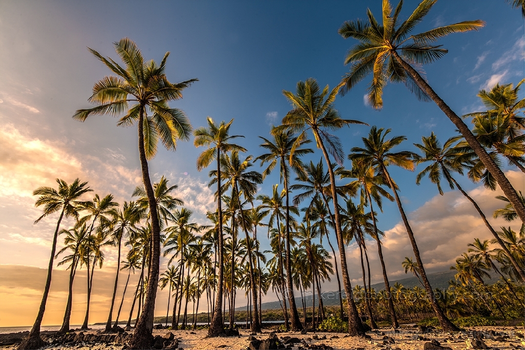 Hawaii Big ISland Swaying Palms