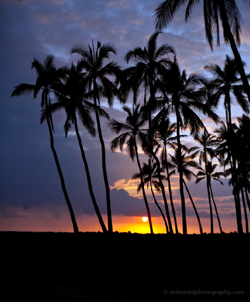 Hawaii Palm sunset