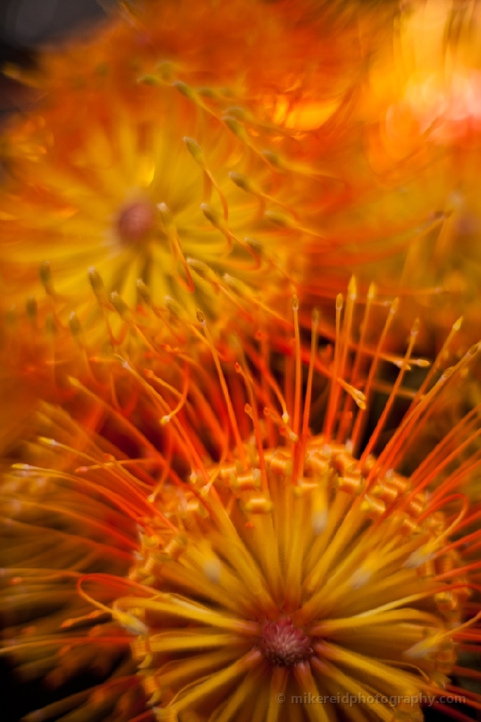 Orange Hawaiian Flowers
