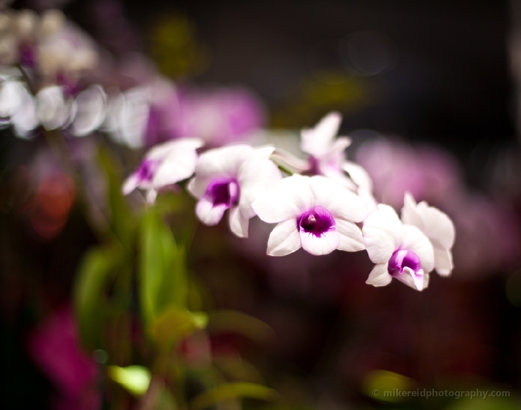 Purple White HAwaiian Orchids