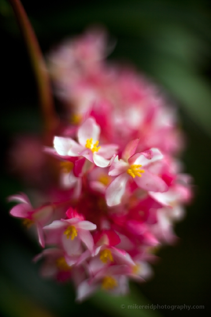 Yellow Dark Pink Orchid