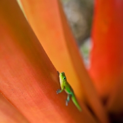 Gecko Climbing To order a print please email me at  Mike Reid Photography : aloe, hawaii, hawaiin, big island, plants, Zeiss Flowersfloral, plumeria, orchids, gecko, beach, hawaiian botanical gardens
