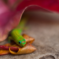 Gecko Peeking.jpg