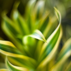 HAwaiian Plants To order a print please email me at  Mike Reid Photography : aloe, hawaii, hawaiin, big island, plants, Zeiss Flowersfloral, plumeria, orchids, gecko, beach, hawaiian botanical gardens