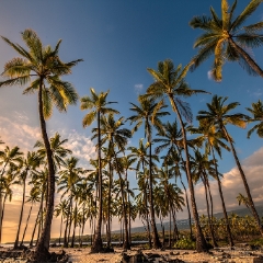 Hawaii Big ISland Swaying Palms.jpg