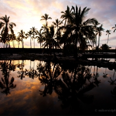 Hawaii City of Refuge Palm Trees.jpg