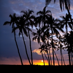 Hawaii Palm sunset To order a print please email me at  Mike Reid Photography : aloe, hawaii, hawaiin, big island, plants, Zeiss Flowersfloral, plumeria, orchids, gecko, beach, hawaiian botanical gardens