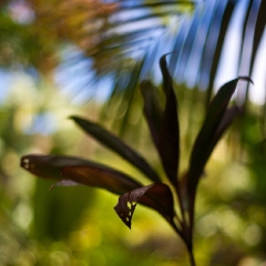 Hawaiian Leaves Bokeh.jpg