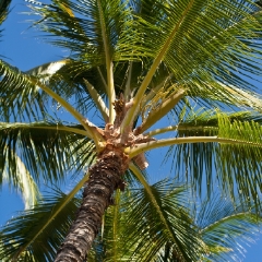 Palm Trees and Coconuts.jpg