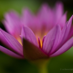 Purple Water Lily.jpg