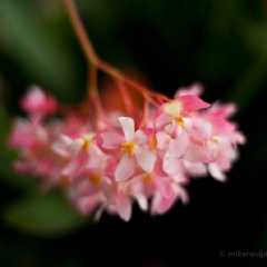 Yellow Pink Orchids.jpg