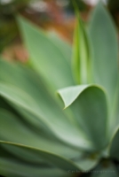 Aloe Curve Over