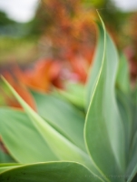 Aloe Curves