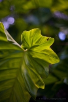 Backlit Leaf