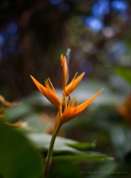 Bird of Paradise HAwaii