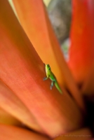 Gecko Climbing