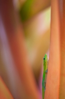 Gecko Vertical